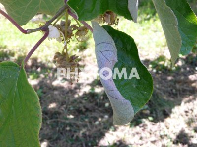Phomopsis actinidiae